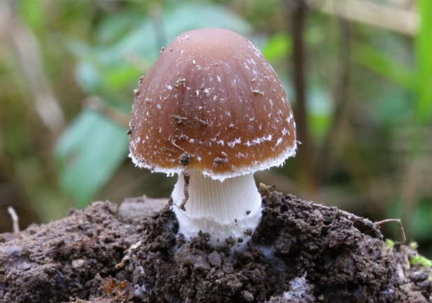 drobuľka Psathyrella sp.