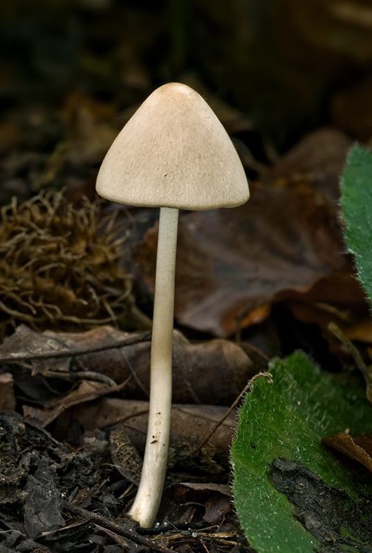 drobuľka Psathyrella sp.