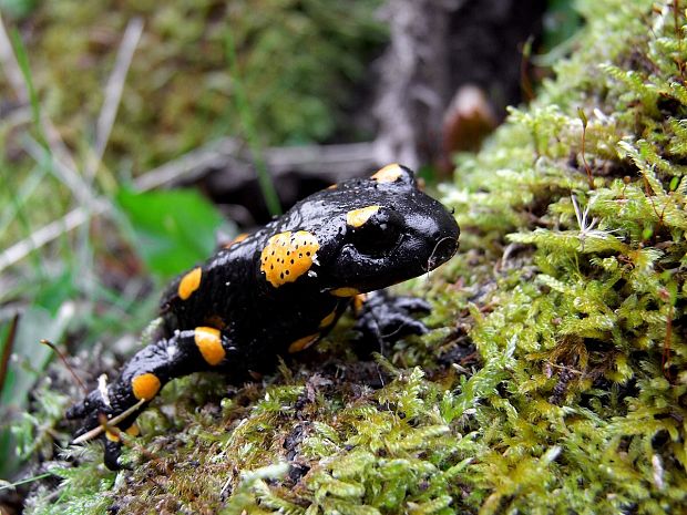 salamandra škvrnitá  Salamandra salamandra