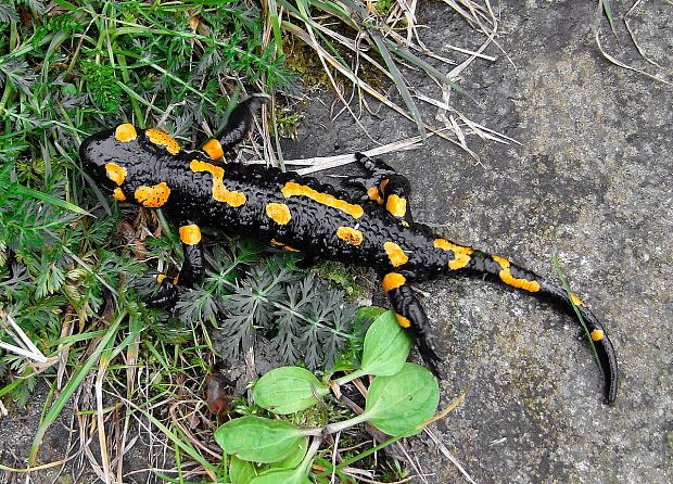 salamandra škvrnitá  Salamandra salamandra