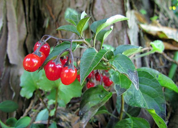 ľuľok sladkohorký Solanum dulcamara L.