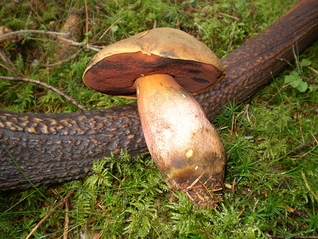 hríb zrnitohlúbikový Sutorius luridiformis (Rostk.) G. Wu & Zhu L. Yang