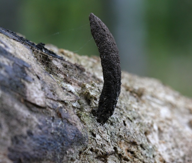 drevnatec štíhly Xylaria longipes Nitschke