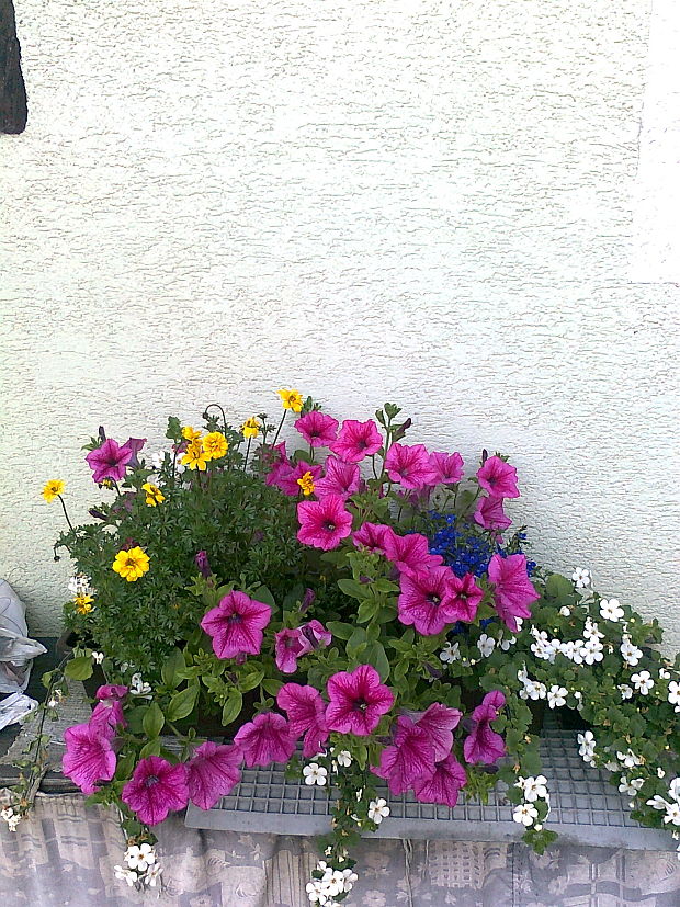 mix balkónových kvetín