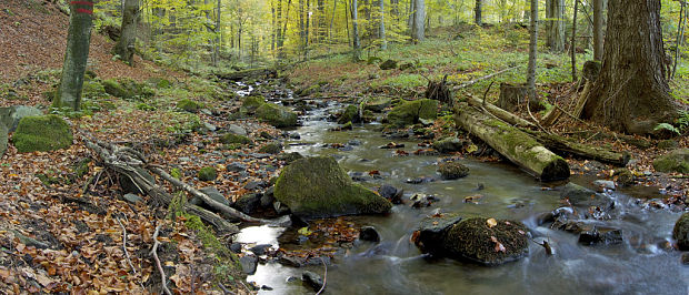 Badínsky prales - panoráma