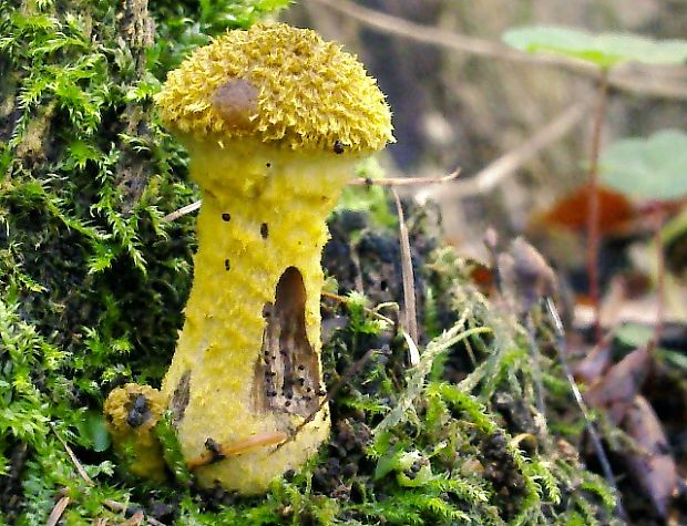 podpňovka žltá Armillaria gallica Marxm. & Romagn.