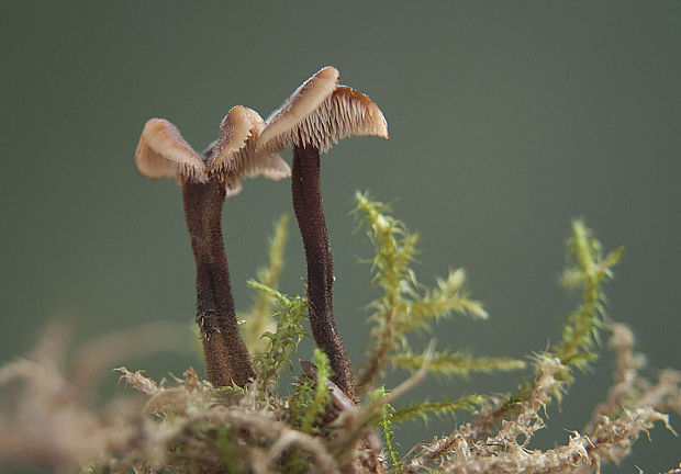 lopatovka obyčajná Auriscalpium vulgare Gray