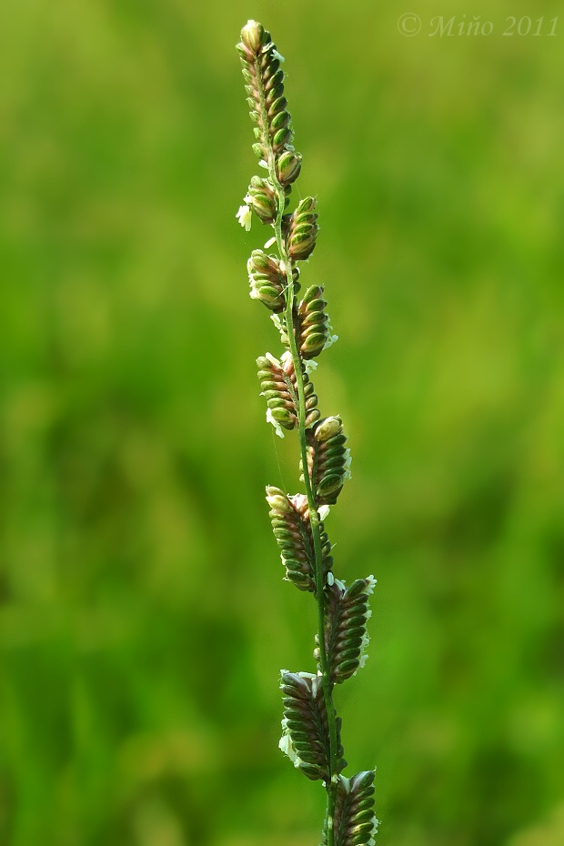 húseníkovec erukovitý Beckmannia eruciformis (L.) Host