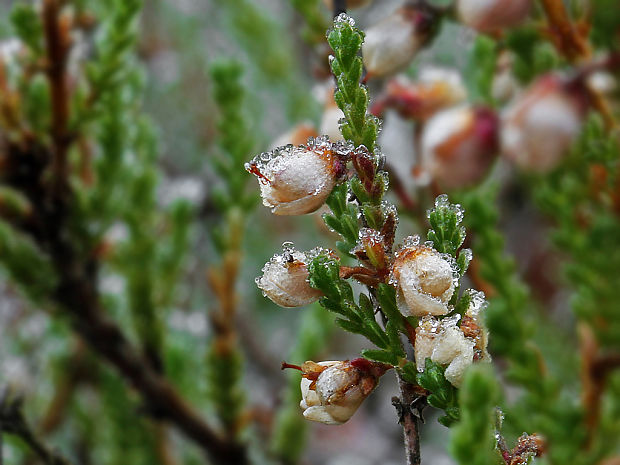 vres obyčajný Calluna vulgaris (L.) Hull