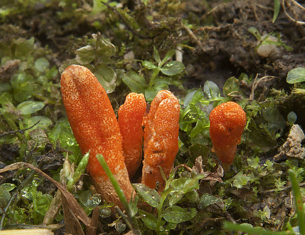 žezlovka hmyzová Cordyceps militaris (Fr.) Link