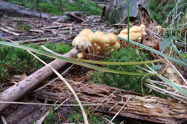 strapcovka maková Hypholoma capnoides (Fr.) P. Kumm.