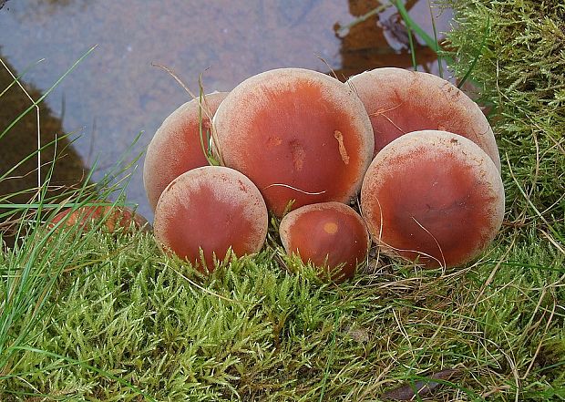 strapcovka tehlovočervená Hypholoma lateritium (Schaeff.) P. Kumm.