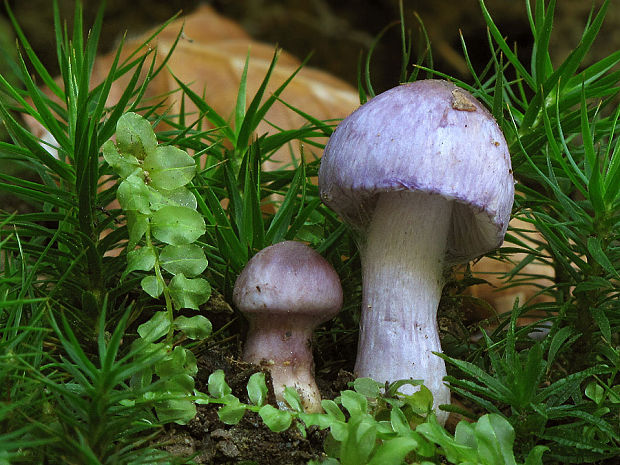 vláknica hlinovolupeňová Inocybe geophylla (Bull.) P. Kumm.