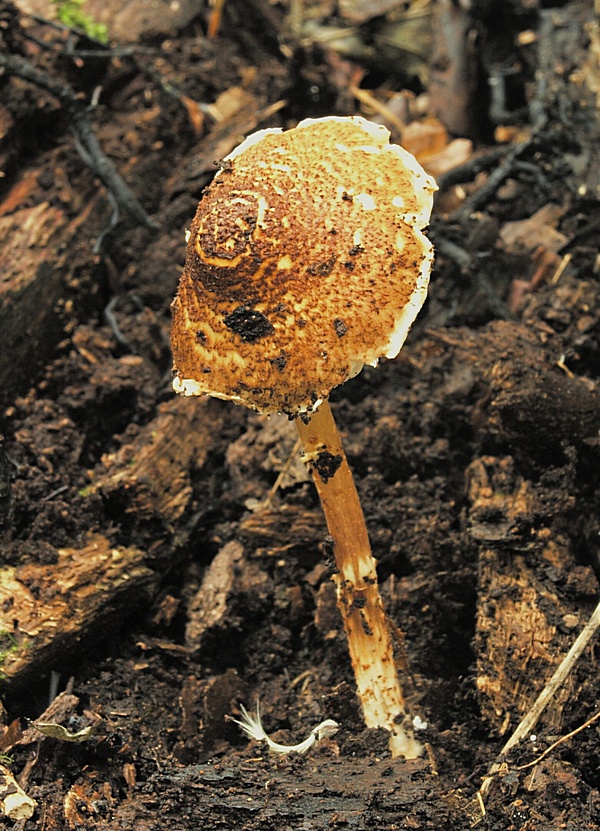 bedlička hnedá Lepiota castanea Quél.