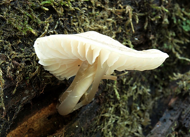 prilbička ružovolupeňová Mycena galericulata (Scop.) Gray