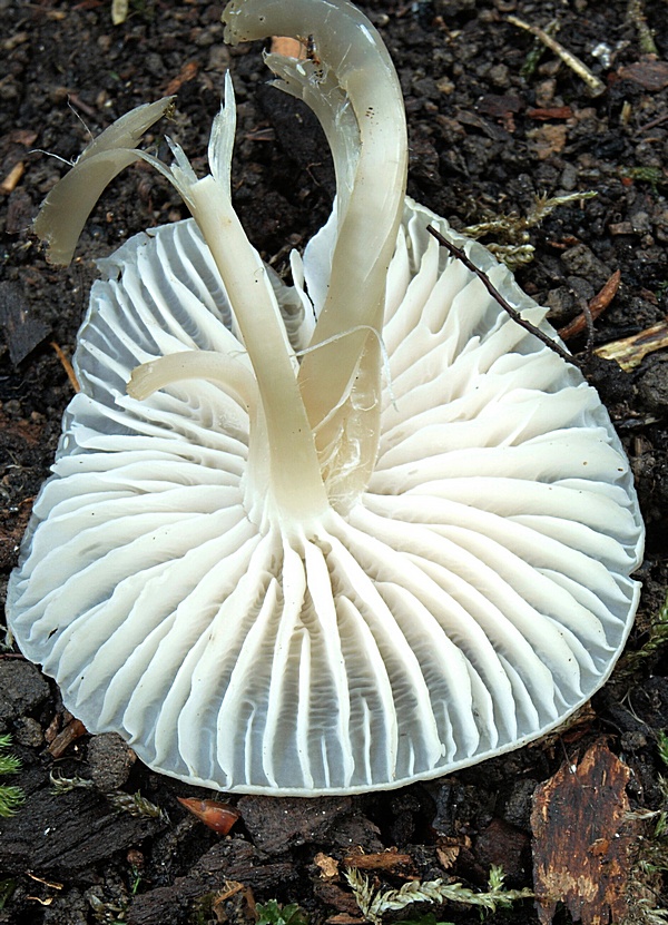 prilbička ružovolupeňová Mycena galericulata (Scop.) Gray