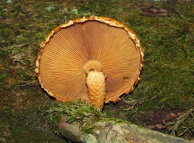 šupinovka Pholiota sp.