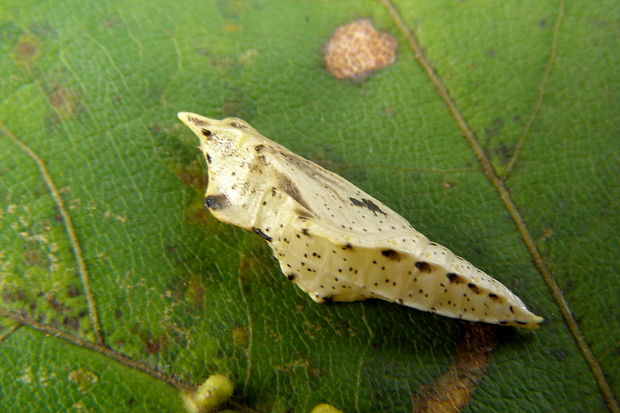 kukla-mlynárik repkový Pieris napi