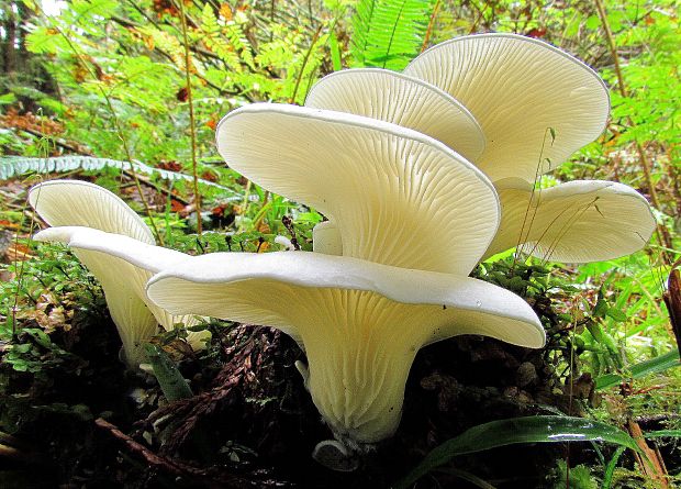 hliva Pleurotus porrigens