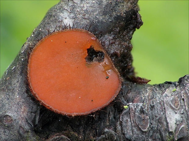 štítovnička Scutellinia sp.