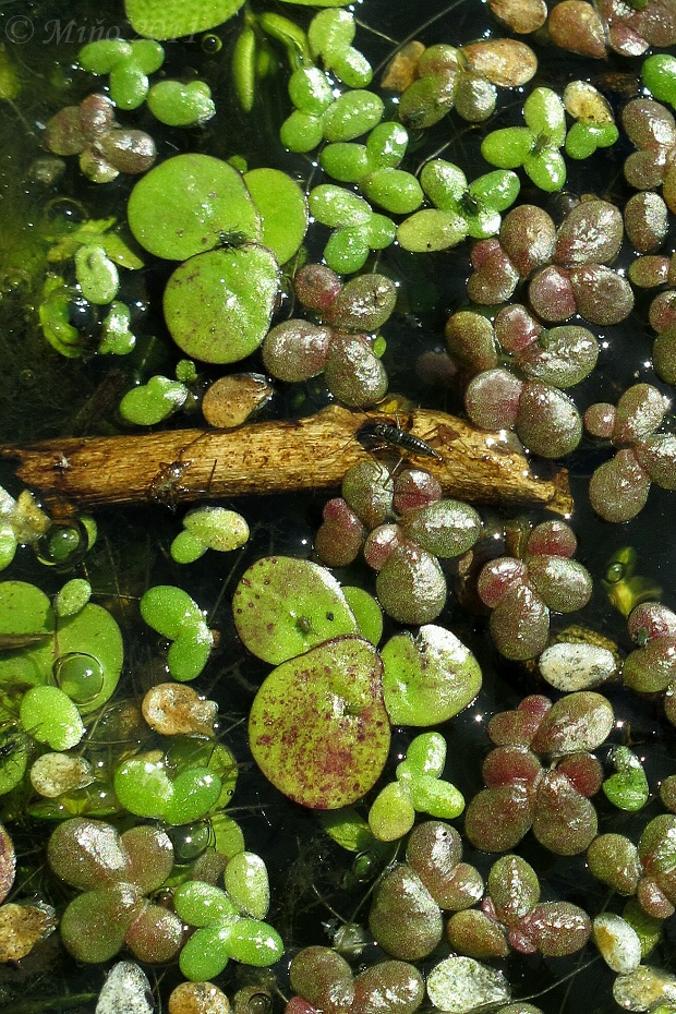 spirodelka mnohokoreňová Spirodela polyrhiza (L.) Schleid.