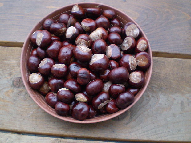 pagaštan konský Aesculus hippocastanum L.