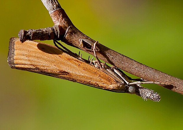 trávovec prúžkatý Agriphila inquinatella