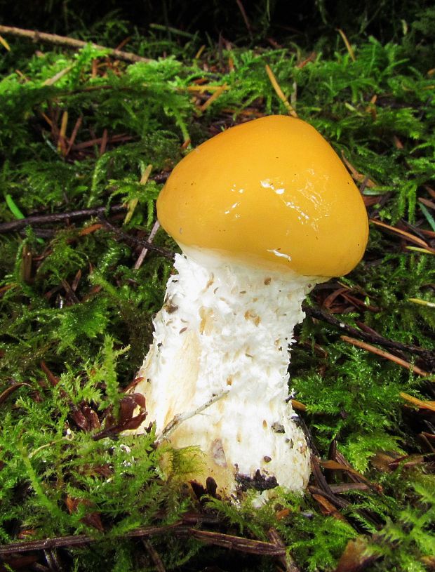 muchotrávka Amanita sp.