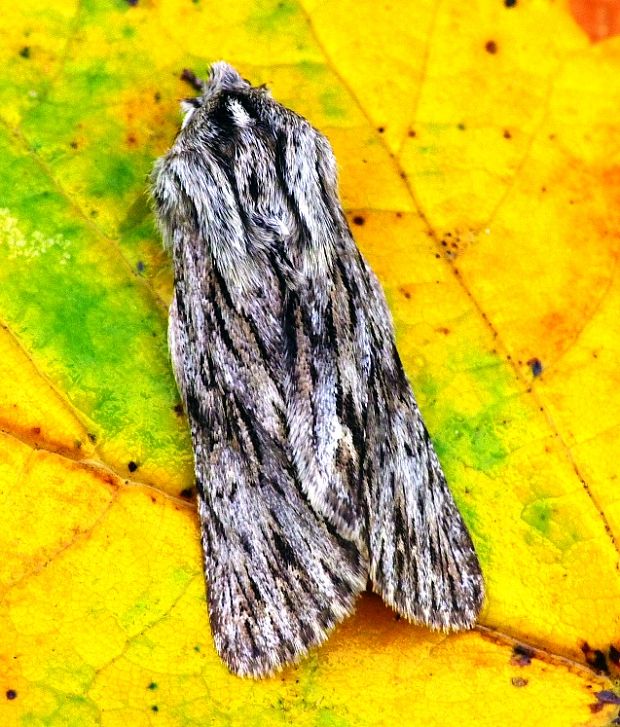 mora novembrová Asteroscopus sphinx