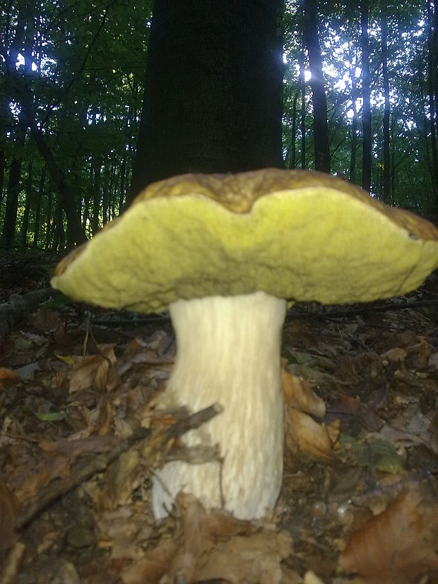 hríb dubový Boletus reticulatus Schaeff.