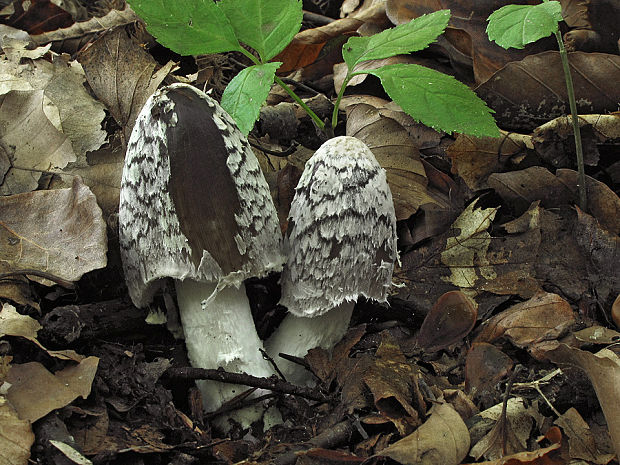 hnojník strakatý Coprinopsis picacea (Bull.) Redhead, Vilgalys & Moncalvo