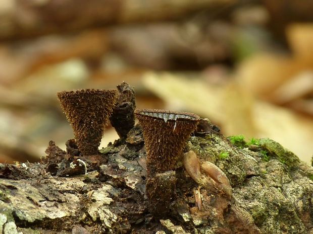 čiaškovec pásikavý Cyathus striatus (Huds.) Willd.