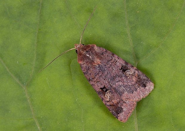 mora hnedočervená Diarsia brunnea