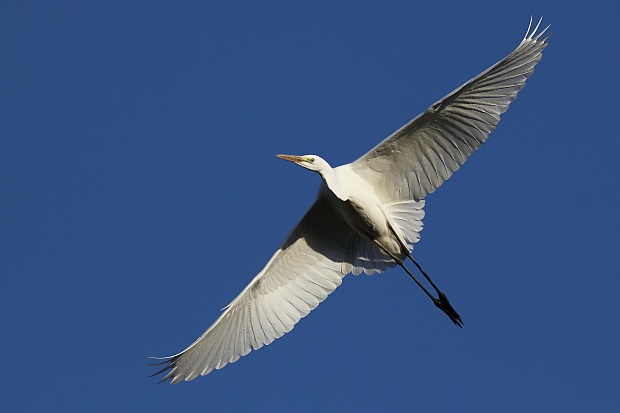 volavka biela Egretta alba