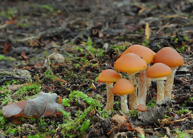 kapucňovka okrovohnedastá Galerina marginata (Batsch) Kühner