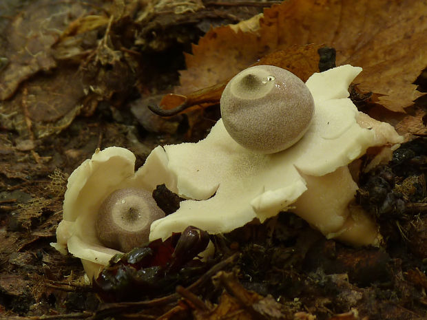 hviezdovka Geastrum sp.