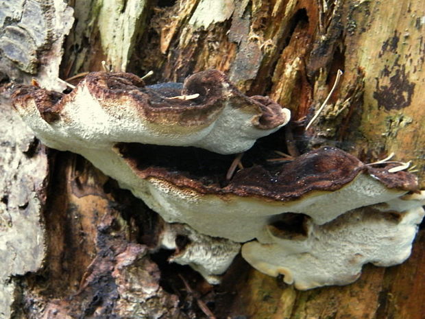 láziochlena obyčajná Ischnoderma benzoinum (Wahlenb.) P. Karst.