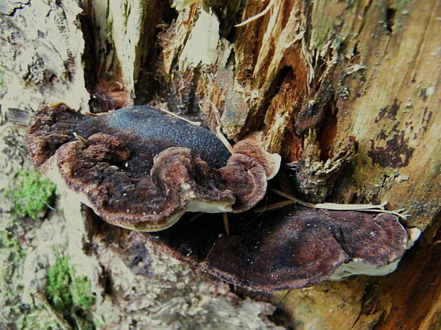 láziochlena obyčajná Ischnoderma benzoinum (Wahlenb.) P. Karst.