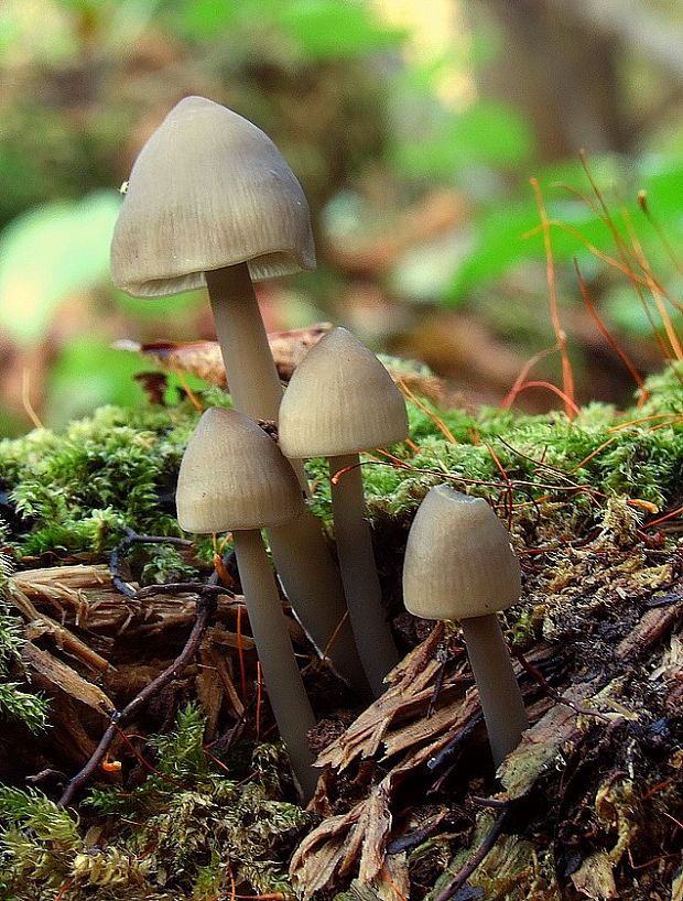 prilbička mliečna Mycena galopus (Pers.) P. Kumm.