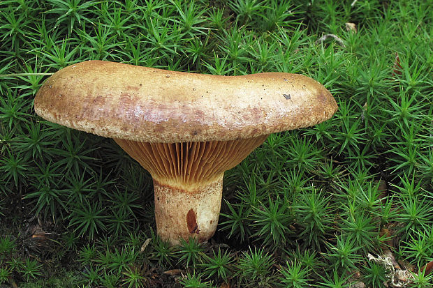 čechračka podvinutá Paxillus involutus (Batsch) Fr.