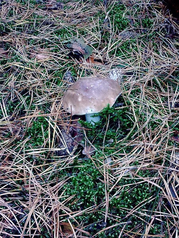 hríb smrekový Boletus edulis Bull.