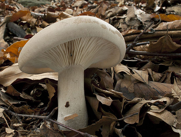 strmuľka inovaťová Clitocybe nebularis (Batsch) P. Kumm.