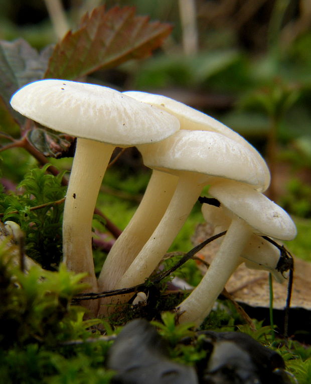 lúčnica Hygrocybe sp.