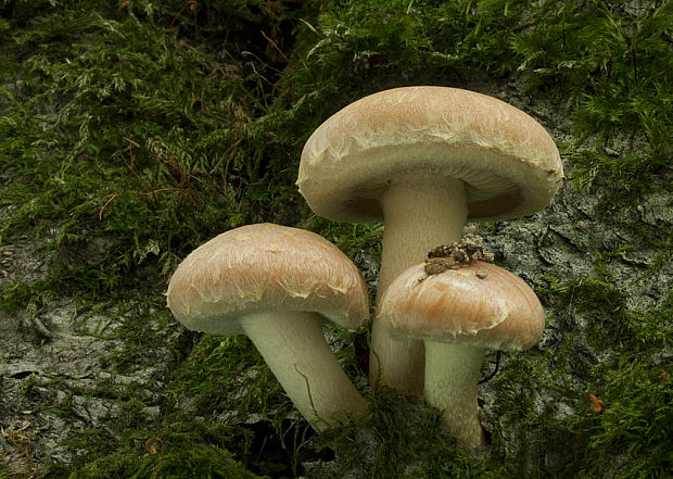 strapcovka tehlovočervená Hypholoma lateritium (Schaeff.) P. Kumm.