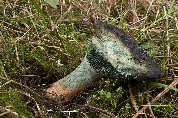 rýdzik pravý Lactarius deliciosus (L.) Gray