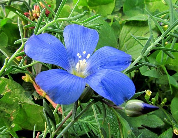 ľan rakúsky Linum austriacum L.