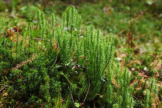 plavúň pučivý Lycopodium annotinum L.