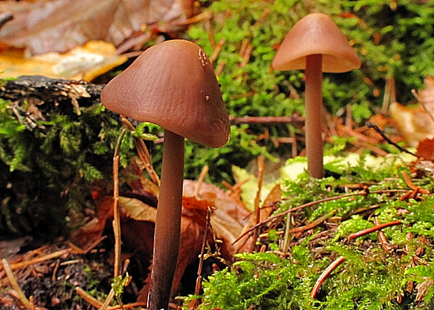 prilbička zimná? Mycena hiemalis? (Osbeck) Quél.