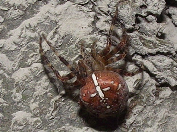 križiak obyčajný-samička Araneus diadematus