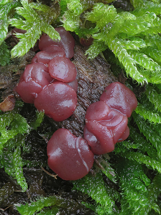 vrtidlovka Ascocoryne sp.